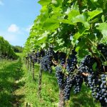 Weinberg Metzingen FWV Metzingen lädt ein zur Weinwanderung